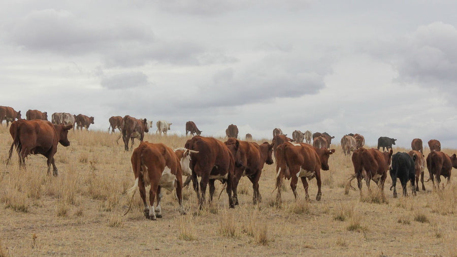 Regenerative Agriculture with Charlie Arnott